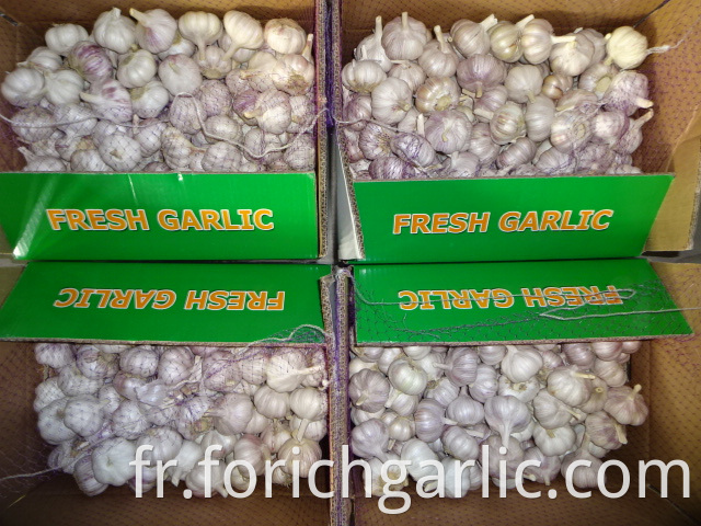 Normal Garlic Price